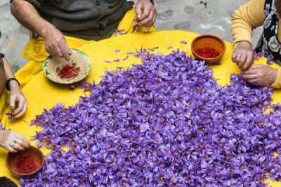 Шафран - самая дорогая пряность в мире, которую делают из высушенных рыльцев фиолетового цветка &quot;крокуса&quot;. Для производства 30 грамм специй требуется около 75,000 цветков, урожай которых собирают преимущественно вручную.