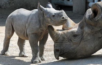 Этот подвид черного носорога был объявлен вымершим буквально пару лет назад. Он стал жертвой регулярной охоты на территории своего обитания, в Камеруне. 