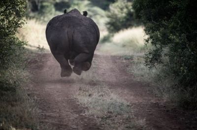 Удирающий носорог, Африка (© Джеффри Лам)