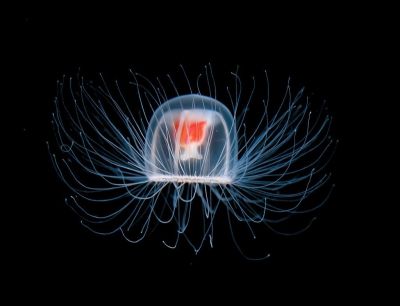 Медуза Turritopsis dohrnii - предположительно бессмертное существо