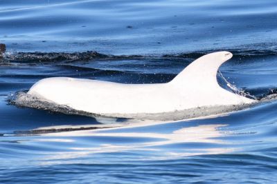 Серый дельфин