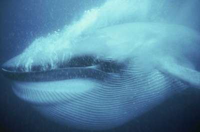 Загоняя стаи криля, синие киты вращаются в воде, причем большинство из них склонны двигаться по часовой стрелке, а меньшинство – против.