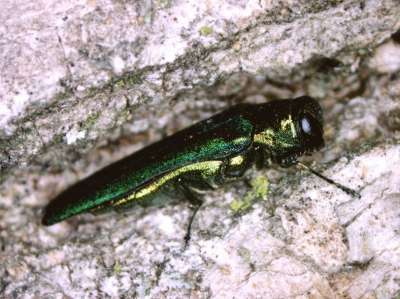 Agrilus planipennis / U.S. Department of Agriculture/Flickr