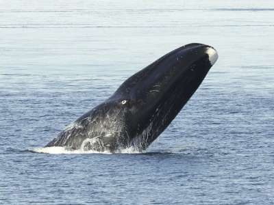 Гренландский кит / Bering Land Bridge National Preserve/Flickr