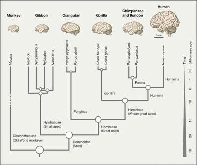 Мозг человека резко отличается от мозга других обезьян по размеру, но не по анатомии.