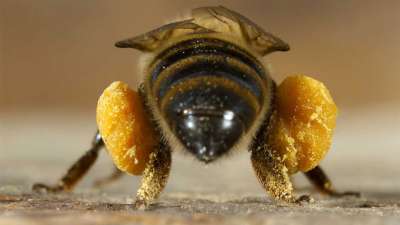 Американские биологи исследовали адгезию клейких комочков пыльцы и нектара к ножкам рабочей пчелы.