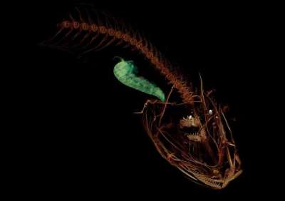 Описан новый вид рыб, способных жить в Марианской впадине на глубине около 8 000 метров.