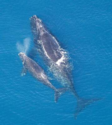 Североатлантический гладкий кит. © Pcb21 | wikipedia