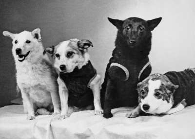 Собаки - космонавты. Слева направо: Белка, Звездочка, Чернушка и Стрелка. Фото Веры Жихаренко, 1961 год (Фотохроника ТАСС)