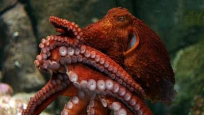 юди много лет вылавливают в Тихом океане гигантских осьминогов, но только теперь обнаружилось, что к ним относили два разных вида головоногих.