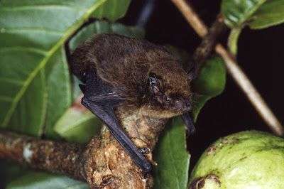 Больше не существует летучих мышей Pipistrellus murrayi. Фото: LINDY LUMSDEN/IUCN