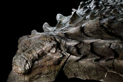 В канадском карьере Миллениум обнаружили превосходно сохранившегося динозавра.