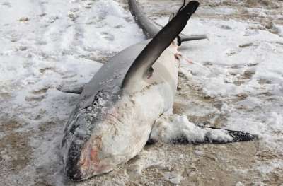 © Atlantic White Shark Conservancy