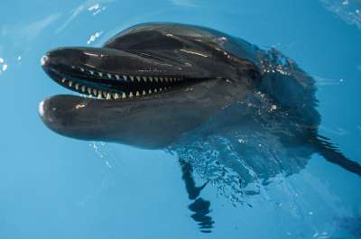 Из-за особенностей мозга дельфин полноценно никогда не спит © РИА Новости / Евгения Новоженина