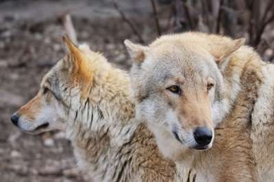 Серый волк должен обязательно оставаться постоянным обитателем российских лесов. Фото: Наталья Селиверстова/ РИА Новости