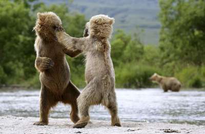 Встреча с медведями на Камчатке — совсем не редкость.