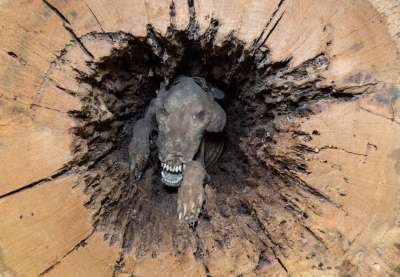 Через 20 лет лесорубы обнаружили мумию пса внутри ствола каштана. Аккуратно обрезав бревно с собакой, работники пожертвовали его музею Южного леса в Вейкроссе.