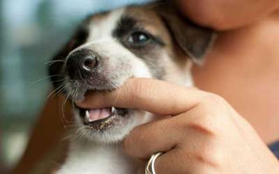 Опрос с участием 694 британцев показал, какие факторы повышают вероятность стать жертвой укуса собаки.