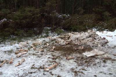 В декабре активисты ОНФ обнаружили свалку с большим количеством останков крупного рогатого скота в лесу неподалеку от деревни Нижние Булдаки.