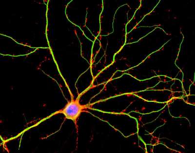 Нейрон гиппокампа: зеленым окрашены дендриты, красные точки – дендритные шипики, места потенциальный межнейронных контактов, синим окрашено телок клетки. (Фото: Shelley Halpain / UC San Diego.)