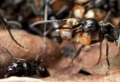 Ученые впервые наблюдали работу «муравьиных санитаров», которые лечат и возвращают в строй раненых и потерявших конечности солдат.