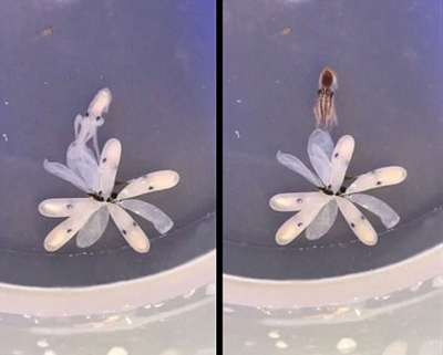 Американский развлекательный и исследовательский морской центр показал, как на свет появляются осьминоги. Фото: Virginia Aquarium &amp; Marine Science Center