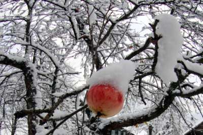 Не так морозы страшны саду зимой, как бесснежье. Фото: photoxpress.ru