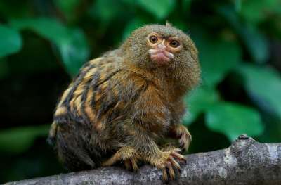 Секрет эволюции самой маленькой в мире обезьянки: ученые обнаружили, что карликовая игрунка имеет две разновидности