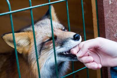  Даже самые милые звери иногда кусаются. Фото: Сергей Бобылев / ТАСС 