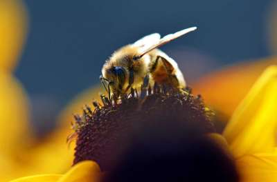 Спасая пчел, Евросоюз может расширить запрет на использование неоникотиноидов: агентство по безопасности продуктов питания признало опасным весь класс этих популярных пестицидов.
