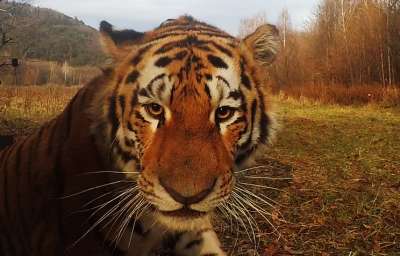 Амурский тигр © Юрий Смитюк/ТАСС
