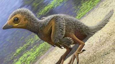 Ученые нашли одну из самых крошечных окаменелостей птиц. Птенец появился на свет около 127 миллионов лет назад и принадлежал к группе примитивных птиц, которые делили планету с динозаврами.