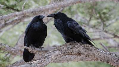 Оказалось, что вороны обыкновенные не очень-то хотят расщепляться на два вида. Фото John Marzluff/University of Washington.