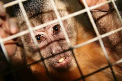 Ежегодно сотни представителей этих видов погибают в лабораториях (Фото: tlorna, Shutterstock)
