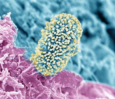 Микробы-симбионты заставляют активнее работать ионные насосы в корнях.
