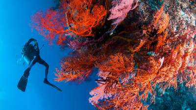 Дайвер и заросли коралла  Red Gorgonia © Depositphotos / Fenkieandreas