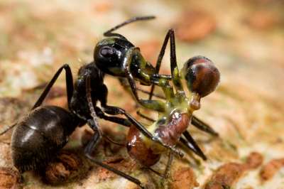 В колониях некоторых муравьев и термитов есть особи-смертники.