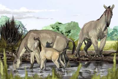 Ученые подсчитали, что для восстановления разнообразия крупных млекопитающих, которые исчезнут в ближайшие десятилетия, природе понадобится не один миллион лет.