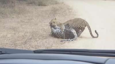 Сначала зрители противостояния были уверены, что между леопардами происходит некая игра. Кадр из видео.