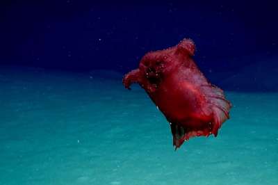 Редкий глубоководный огурец с эксцентричным названием обнаружили австралийские ученые. Фото abc.net.au