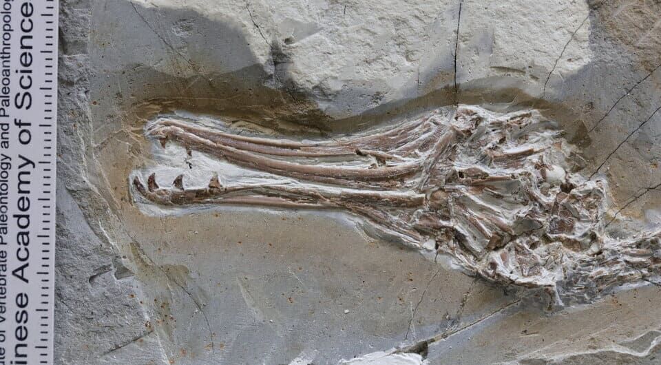 Череп энанциорниса Longipteryx chaoyangensis.