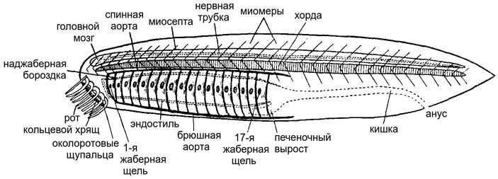 Общий предок хордовых по Северцову