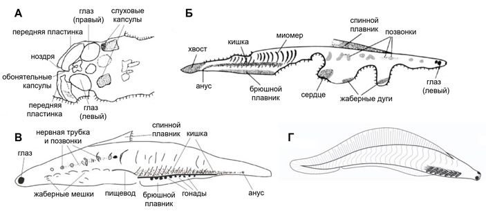 Хайкоуихтис