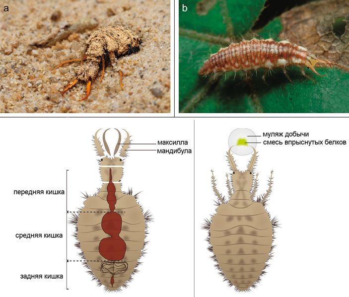 Личинка муравьиного льва Euroleon nostras (a) и златоглазки Chrysoperla carnea (b); внизу — схема строения личинки муравьиного льва.