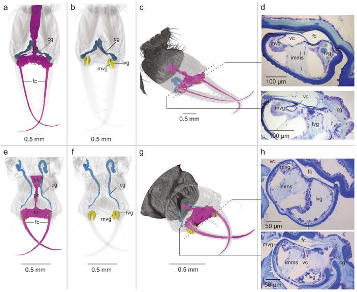 Трехмерные реконструкции внутреннего строения головы личинки муравьиного льва Euroleon nostras (a–c) и личинки златоглазки Chrysoperla carnea (e–g), сделанные с помощью микротомографии, а также срезы через основания максилл личинки муравьиного льва (d) и златоглазки (h)