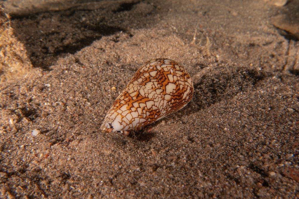 Опасный для здоровья и жизни человека вид улиток — морские конусы, яд которых смертельно опасен, слизь выделяет паралитический токсин