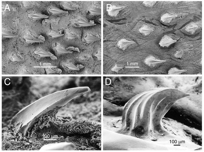 Плакоидная чешуя тихоокеанской полярной (A, C) и гренландской (B, D) акул в электронном микроскопе