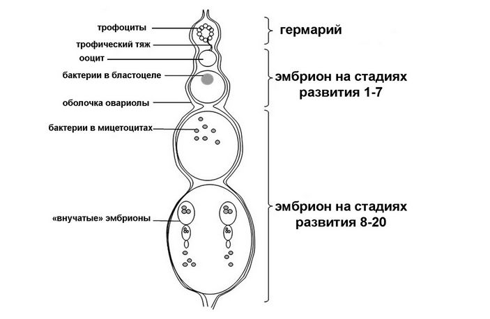 Схема строения овариолы тлей