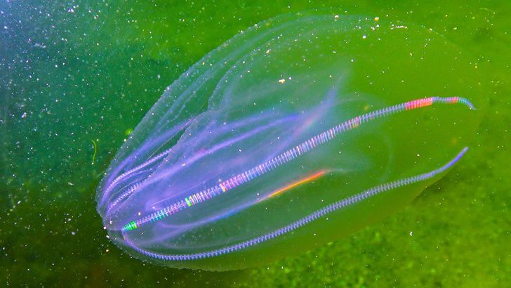 Гребневик вида Mnemiopsis Leidyi, он же морской грецкий орех, в Черном море.