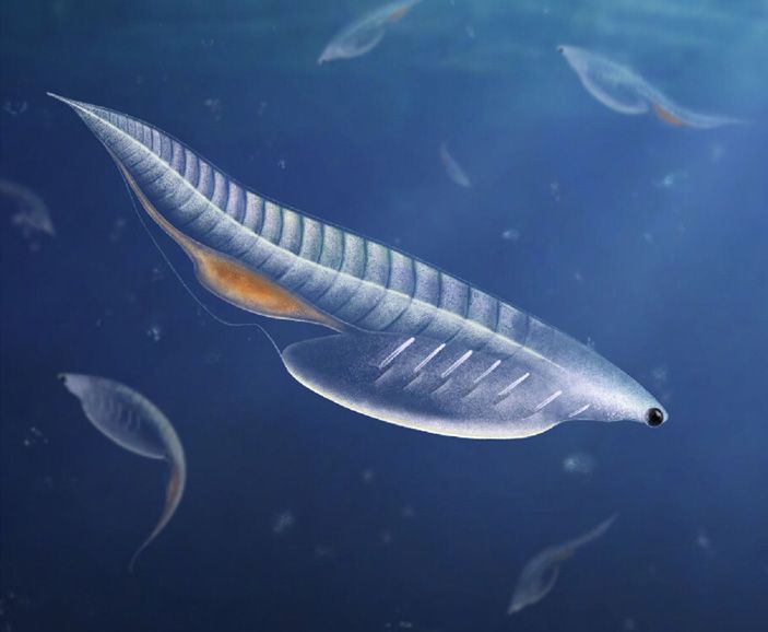 Художественная реконструкция внешнего вида нуучихта (Nuucichthys rhynchocephalus), сделанная в предположении, что это позвоночное